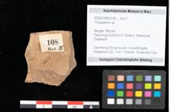 Foto (Objekt + Etikett) von Equisetum ? sp. (NHMW-GEO-2024-0188-0108)